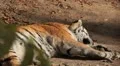 Orange Siberian Tiger (Panthera Tigris Altaica) Amur, Altaic, Ussuri Tiger HD Footage