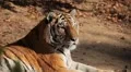 Orange Siberian Tiger (Panthera Tigris Altaica) Amur, Altaic, Ussuri Tiger HD Footage