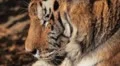 Orange Siberian Tiger (Panthera Tigris Altaica) Amur, Altaic, Ussuri Tiger HD Footage