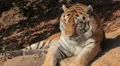 Orange Siberian Tiger (Panthera Tigris Altaica) Amur, Altaic, Ussuri Tiger HD Footage