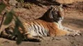 Orange Siberian Tiger (Panthera Tigris Altaica) Amur, Altaic, Ussuri Tiger HD Footage