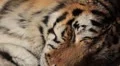 Orange Siberian Tiger (Panthera Tigris Altaica) Amur, Altaic, Ussuri Tiger HD Footage