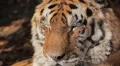 Orange Siberian Tiger (Panthera Tigris Altaica) Amur, Altaic, Ussuri Tiger HD Footage