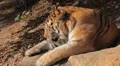 Orange Siberian Tiger (Panthera Tigris Altaica) Amur, Altaic, Ussuri Tiger HD Footage