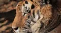 Orange Siberian Tiger (Panthera Tigris Altaica) Amur, Altaic, Ussuri Tiger HD Footage