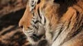 Orange Siberian Tiger (Panthera Tigris Altaica) Amur, Altaic, Ussuri Tiger HD Footage