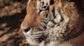 Orange Siberian Tiger (Panthera Tigris Altaica) Amur, Altaic, Ussuri Tiger HD Footage