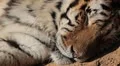 Orange Siberian Tiger (Panthera Tigris Altaica) Amur, Altaic, Ussuri Tiger HD Footage
