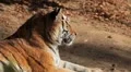 Orange Siberian Tiger (Panthera Tigris Altaica) Amur, Altaic, Ussuri Tiger HD Footage