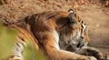 Orange Siberian Tiger (Panthera Tigris Altaica) Amur, Altaic, Ussuri Tiger HD Footage
