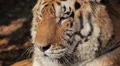 Orange Siberian Tiger (Panthera Tigris Altaica) Amur, Altaic, Ussuri Tiger HD Footage