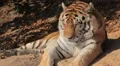 Orange Siberian Tiger (Panthera Tigris Altaica) Amur, Altaic, Ussuri Tiger HD Footage