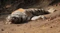 Orange Siberian Tiger (Panthera Tigris Altaica) Amur, Altaic, Ussuri Tiger HD Footage