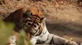 Orange Siberian Tiger (Panthera Tigris Altaica) Amur, Altaic, Ussuri Tiger HD Footage