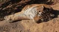 Orange Siberian Tiger (Panthera Tigris Altaica) Amur, Altaic, Ussuri Tiger HD Footage