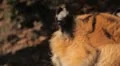 Orange Siberian Tiger (Panthera Tigris Altaica) Amur, Altaic, Ussuri Tiger HD Footage