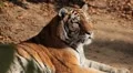 Orange Siberian Tiger (Panthera Tigris Altaica) Amur, Altaic, Ussuri Tiger HD Footage