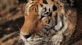 Orange Siberian Tiger (Panthera Tigris Altaica) Amur, Altaic, Ussuri Tiger HD Footage