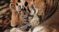 Orange Siberian Tiger (Panthera Tigris Altaica) Amur, Altaic, Ussuri Tiger HD Footage