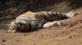 Orange Siberian Tiger (Panthera Tigris Altaica) Amur, Altaic, Ussuri Tiger HD Footage