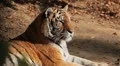 Orange Siberian Tiger (Panthera Tigris Altaica) Amur, Altaic, Ussuri Tiger HD Footage