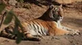 Orange Siberian Tiger (Panthera Tigris Altaica) Amur, Altaic, Ussuri Tiger HD Footage