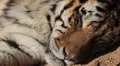 Orange Siberian Tiger (Panthera Tigris Altaica) Amur, Altaic, Ussuri Tiger HD Footage