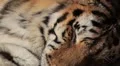 Orange Siberian Tiger (Panthera Tigris Altaica) Amur, Altaic, Ussuri Tiger HD Footage