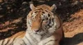 Orange Siberian Tiger (Panthera Tigris Altaica) Amur, Altaic, Ussuri Tiger HD Footage