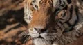Orange Siberian Tiger (Panthera Tigris Altaica) Amur, Altaic, Ussuri Tiger HD Footage