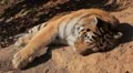Orange Siberian Tiger (Panthera Tigris Altaica) Amur, Altaic, Ussuri Tiger HD Footage