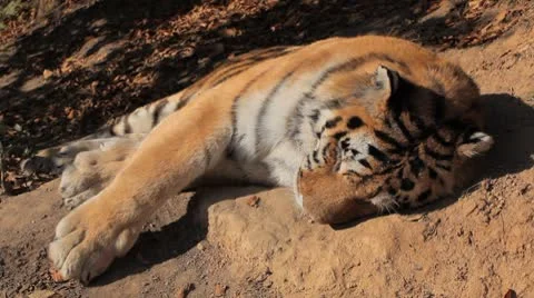 Orange Siberian Tiger (Panthera Tigris Altaica) Amur, Altaic, Ussuri Tiger Stock-Footage 8928053