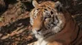 Orange Siberian Tiger (Panthera Tigris Altaica) Amur, Altaic, Ussuri Tiger HD Footage
