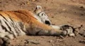 Orange Siberian Tiger (Panthera Tigris Altaica) Amur, Altaic, Ussuri Tiger HD Footage