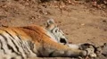 Orange Siberian Tiger (Panthera Tigris Altaica) Amur, Altaic, Ussuri Tiger HD Footage
