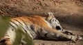 Orange Siberian Tiger (Panthera Tigris Altaica) Amur, Altaic, Ussuri Tiger HD Footage