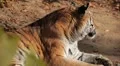Orange Siberian Tiger (Panthera Tigris Altaica) Amur, Altaic, Ussuri Tiger HD Footage