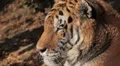 Orange Siberian Tiger (Panthera Tigris Altaica) Amur, Altaic, Ussuri Tiger HD Footage