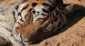 Orange Siberian Tiger (Panthera Tigris Altaica) Amur, Altaic, Ussuri Tiger HD Footage