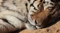 Orange Siberian Tiger (Panthera Tigris Altaica) Amur, Altaic, Ussuri Tiger HD Footage