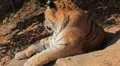 Orange Siberian Tiger (Panthera Tigris Altaica) Amur, Altaic, Ussuri Tiger HD Footage