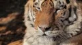 Orange Siberian Tiger (Panthera Tigris Altaica) Amur, Altaic, Ussuri Tiger HD Footage