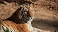 Orange Siberian Tiger (Panthera Tigris Altaica) Amur, Altaic, Ussuri Tiger HD Footage