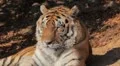Orange Siberian Tiger (Panthera Tigris Altaica) Amur, Altaic, Ussuri Tiger HD Footage