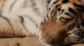 Orange Siberian Tiger (Panthera Tigris Altaica) Amur, Altaic, Ussuri Tiger HD Footage