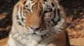 Orange Siberian Tiger (Panthera Tigris Altaica) Amur, Altaic, Ussuri Tiger HD Footage