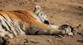 Orange Siberian Tiger (Panthera Tigris Altaica) Amur, Altaic, Ussuri Tiger HD Footage