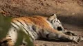 Orange Siberian Tiger (Panthera Tigris Altaica) Amur, Altaic, Ussuri Tiger HD Footage