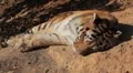Orange Siberian Tiger (Panthera Tigris Altaica) Amur, Altaic, Ussuri Tiger HD Footage
