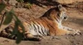 Orange Siberian Tiger (Panthera Tigris Altaica) Amur, Altaic, Ussuri Tiger HD Footage